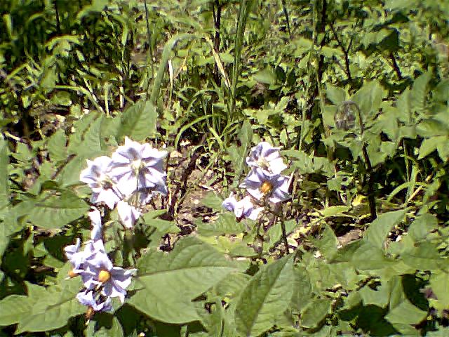 Purple Potato Blossoms
