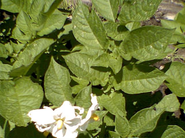 Potato Leaves with one White Blossom
