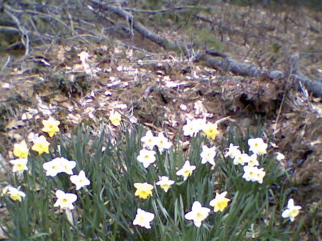 daffodils at last