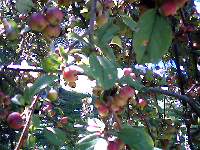 Crab Apples