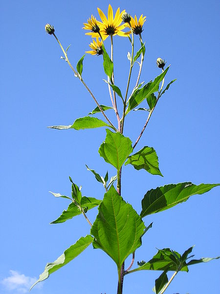 Jerusalem Artichoke in Bloom from Wikimedia Commons