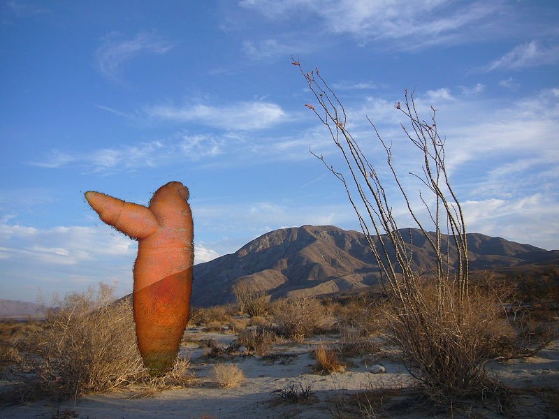 Saguaro Carrot
