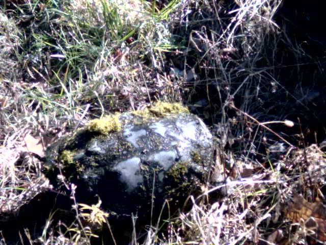 Animated Gif of snapping turtle jerking too fast